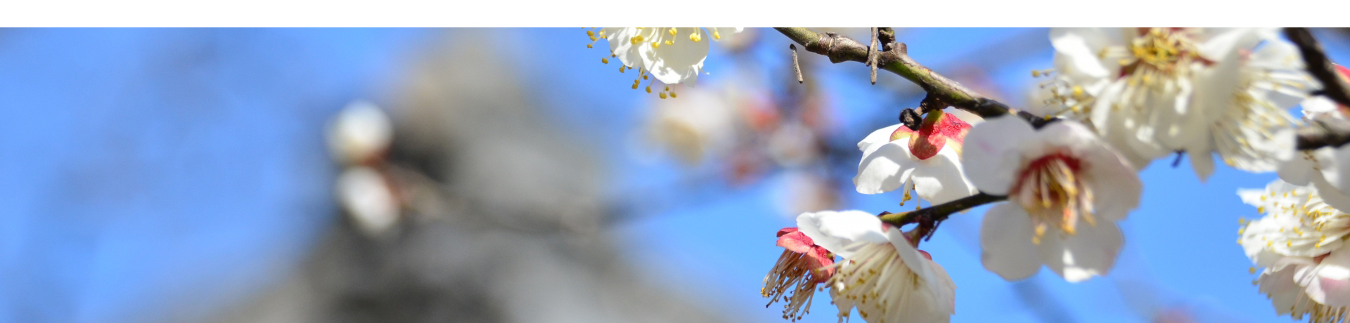 梅花の宴 万葉集 令和の由来